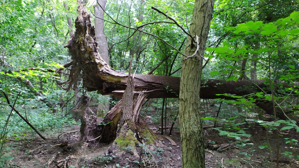 Esche in Seitenansicht mit Wurzelbruch