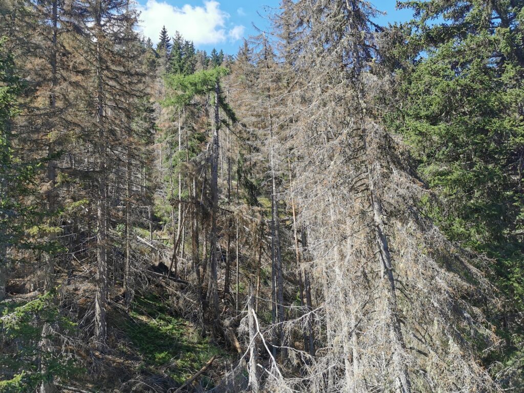Waldbild, einige Bäume sind kaputt, vom Buchdrucker befallen (Foto: Anna Walli, BFW)