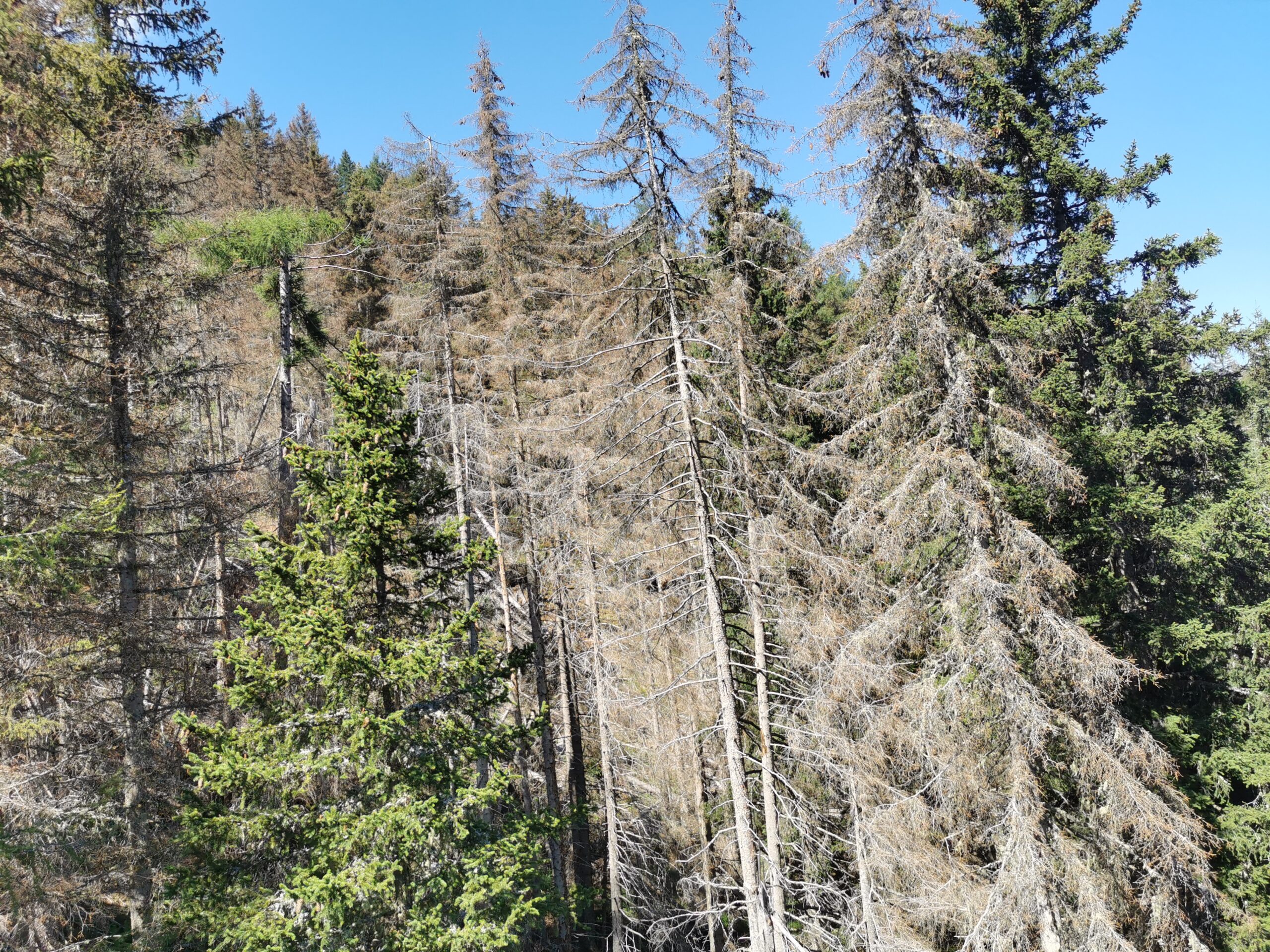Wald mit Bäumen, die von Borkenkäfern befallen sind und absterben.