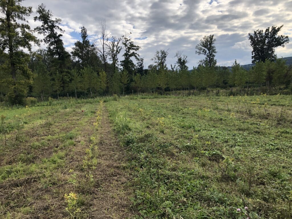 Grünfläche, im Hintergrund Wald, freigeschnittene Jungpflanzen.