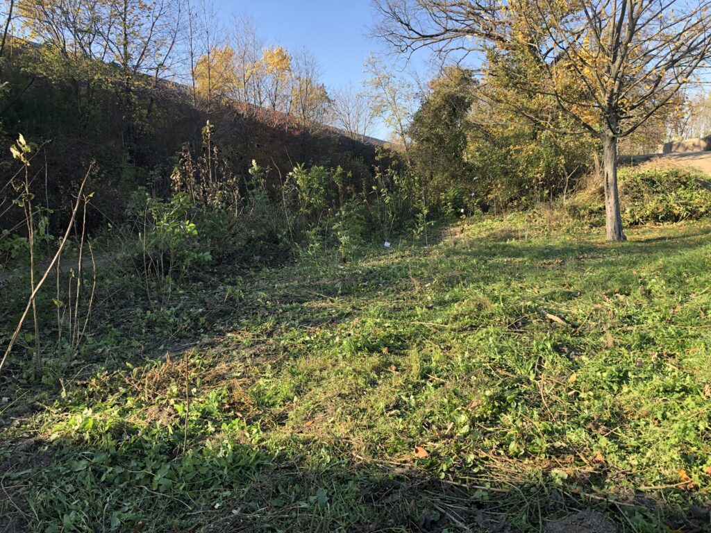 Im Vordergrund geschnittene Wiese mit Baum im Hintergrund. Links ragt schräg eine Mauer weit ins Bild.