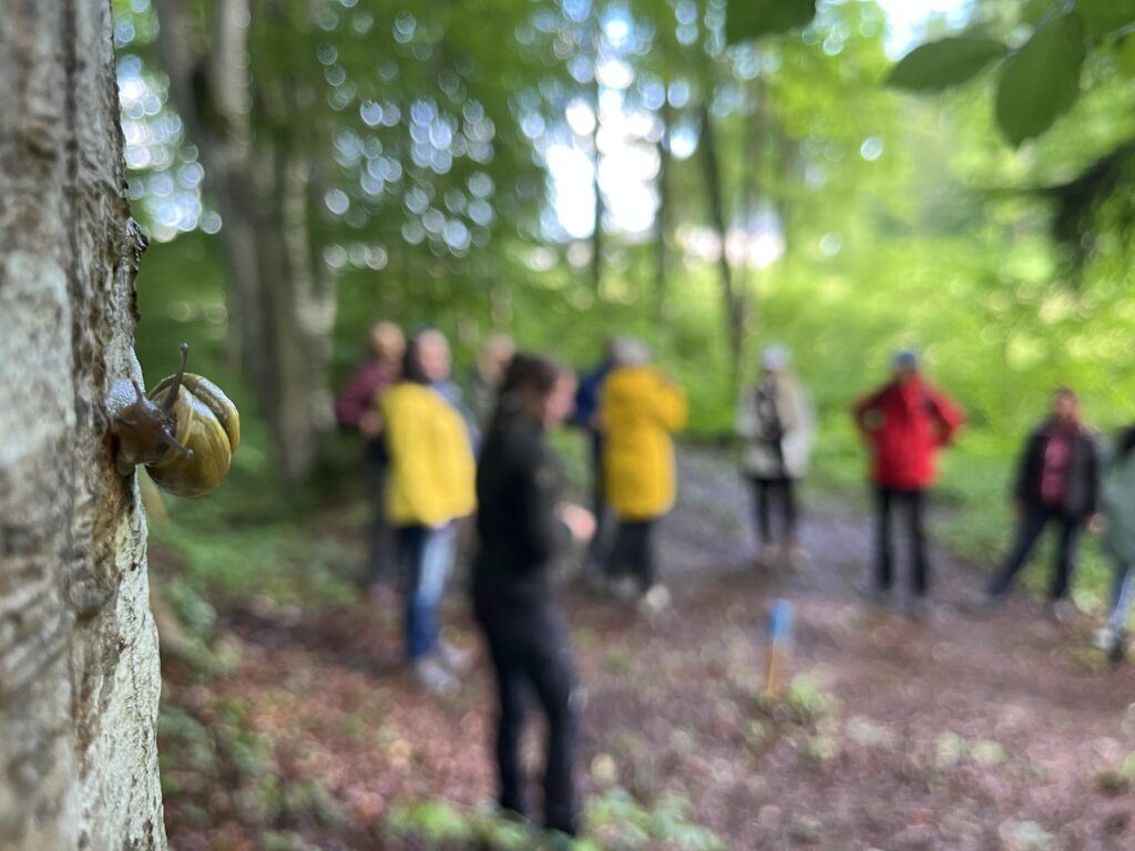 Im Vordergrund eine Schnecke am Baumstamm, im Hintergrund verschwommen eine Gruppe Menschen
