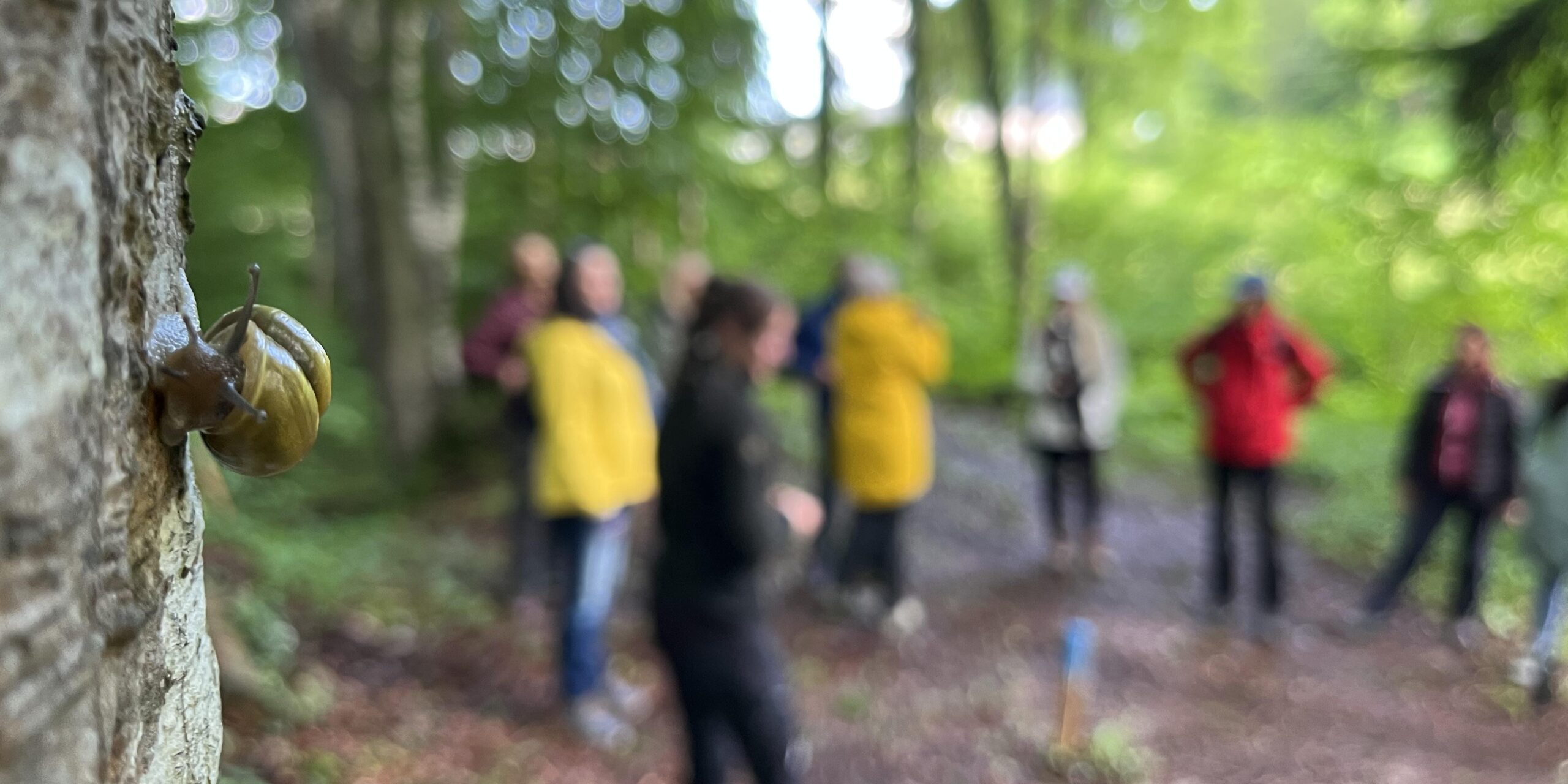 Im Vordergrund Teil eines Baumstamms mit Schnecke (scharf). Im Hintergrund Gruppe von Personen im Wald in Outdoorkleidung (unscharf).