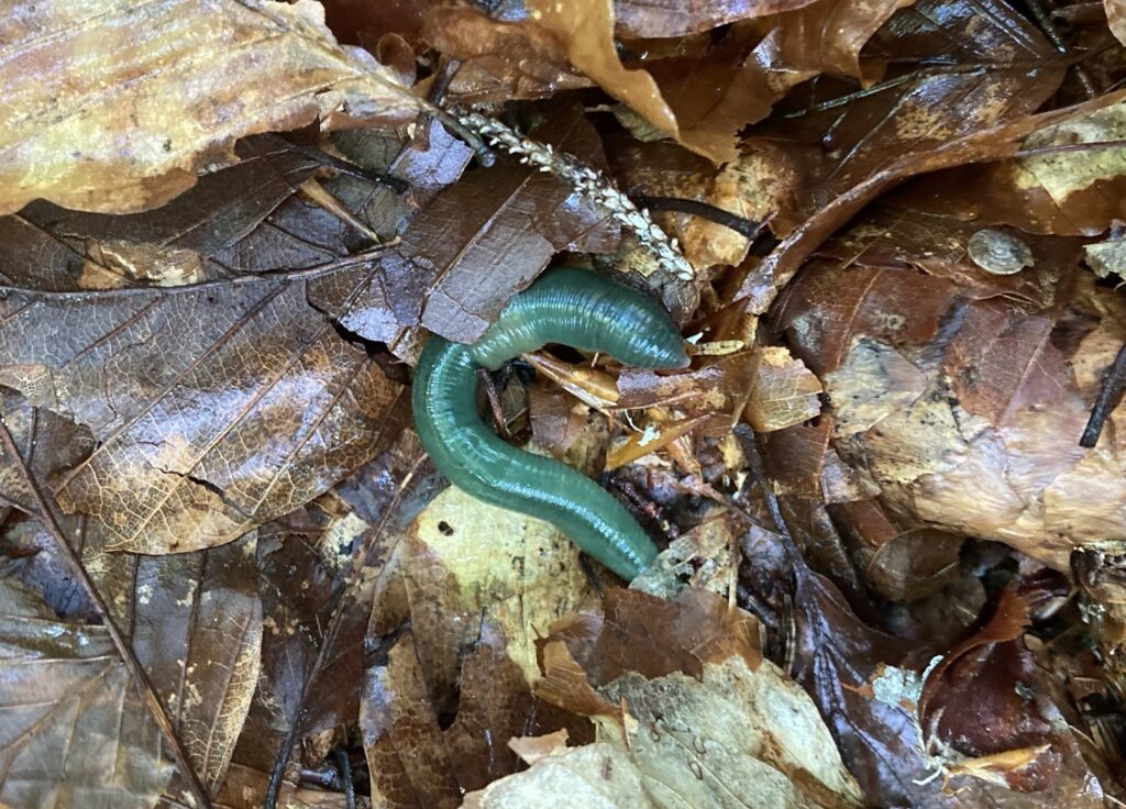 Smaragdgrüner Regenwurm im Laub