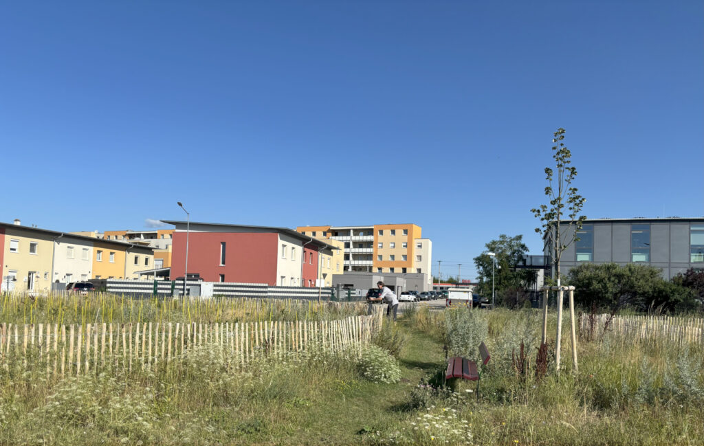 Eine Versuchsfläche für einen Miniwald in einem Wohnviertel wird gezeigt