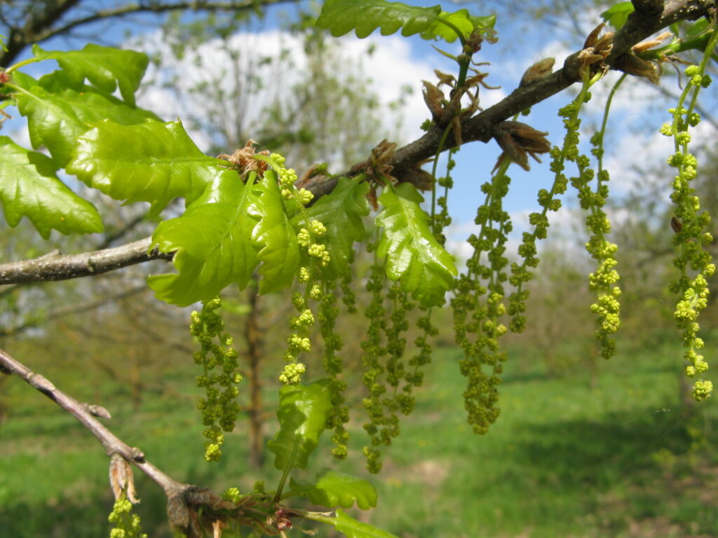 Zweig mit jungen Blättern und Blüten.