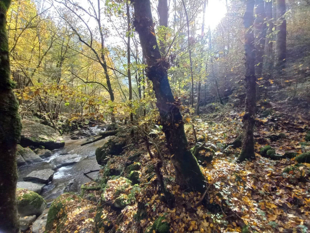 Waldbäume im Herbst an einem kleinen Bach