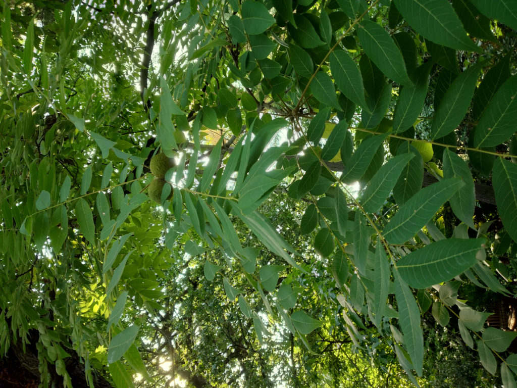 Schwarznuss mit Blättern und Zweigen von unten fotografiert