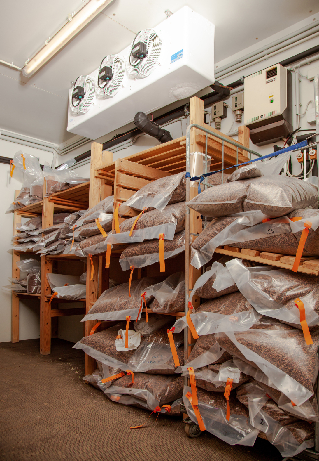 Plastiksäcke gefüllt mit Samen liegen auf einem hohen Holzregal. Darüber befindet sich eine Kühlanlage