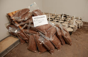 Internationaler Tag des Waldes: Bioökonomie beginnt beim Saatgut