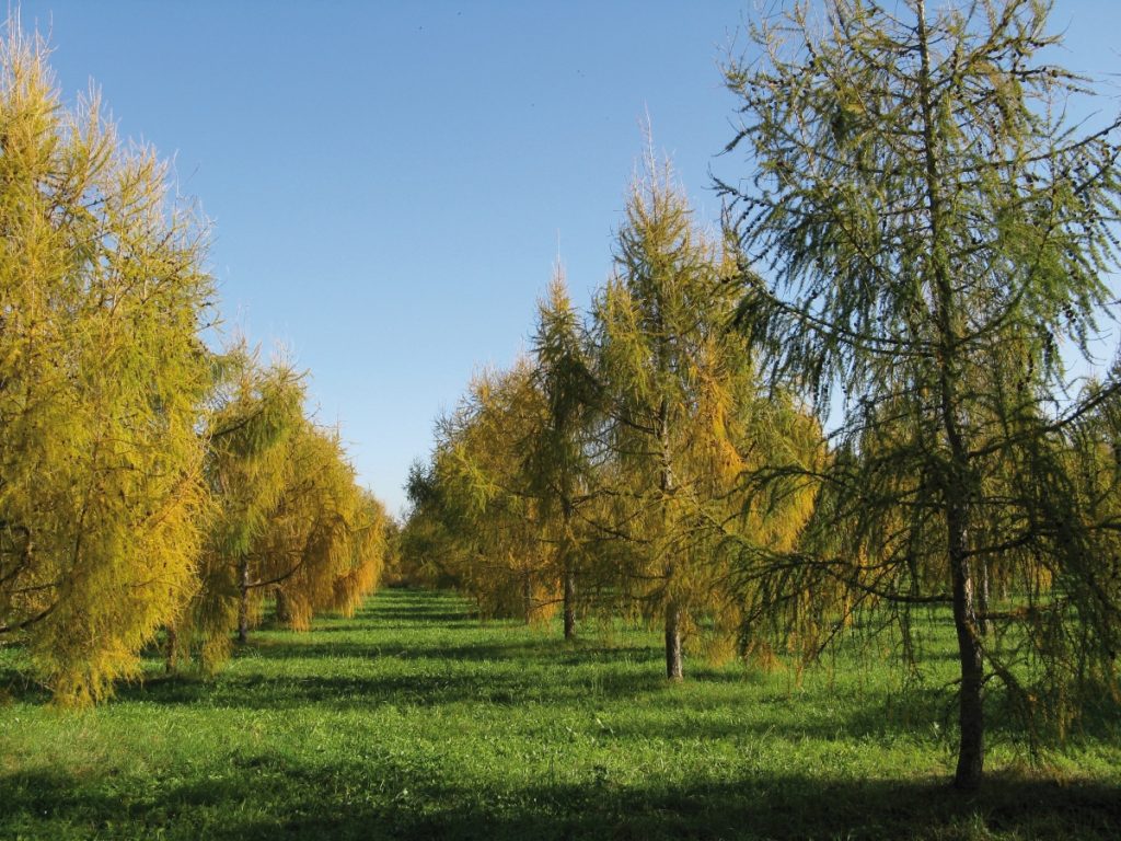 Samenplantage von Lärche