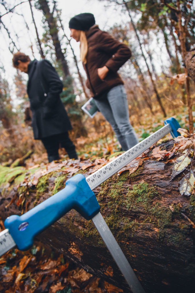Ein liegender Baumstamm wird bei der Praxisstation Totholz mit einem Messgerät gemessen.
