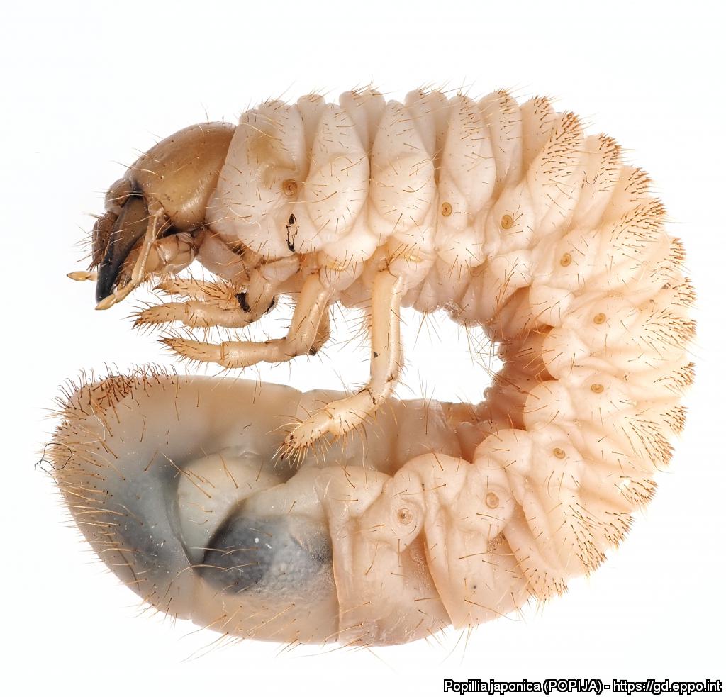 Ansicht eines Japankäfers-Engerlings von der Seite in einer Nahaufnahme