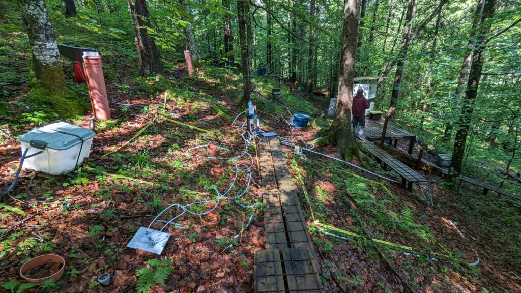 Forschungsexperiment im Wald