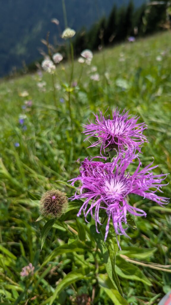 Auf dem Bild ist eine Blume zu sehen, die in den Alpen wächst. 