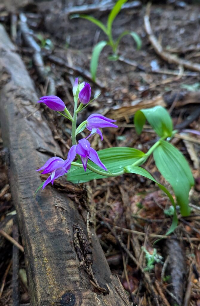 Auf dem Bild ist eine Blume zu sehen, die in den Alpen wächst. 