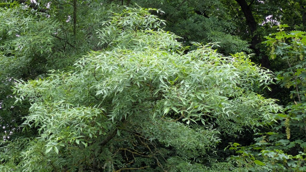 Grüner Baum im Wald