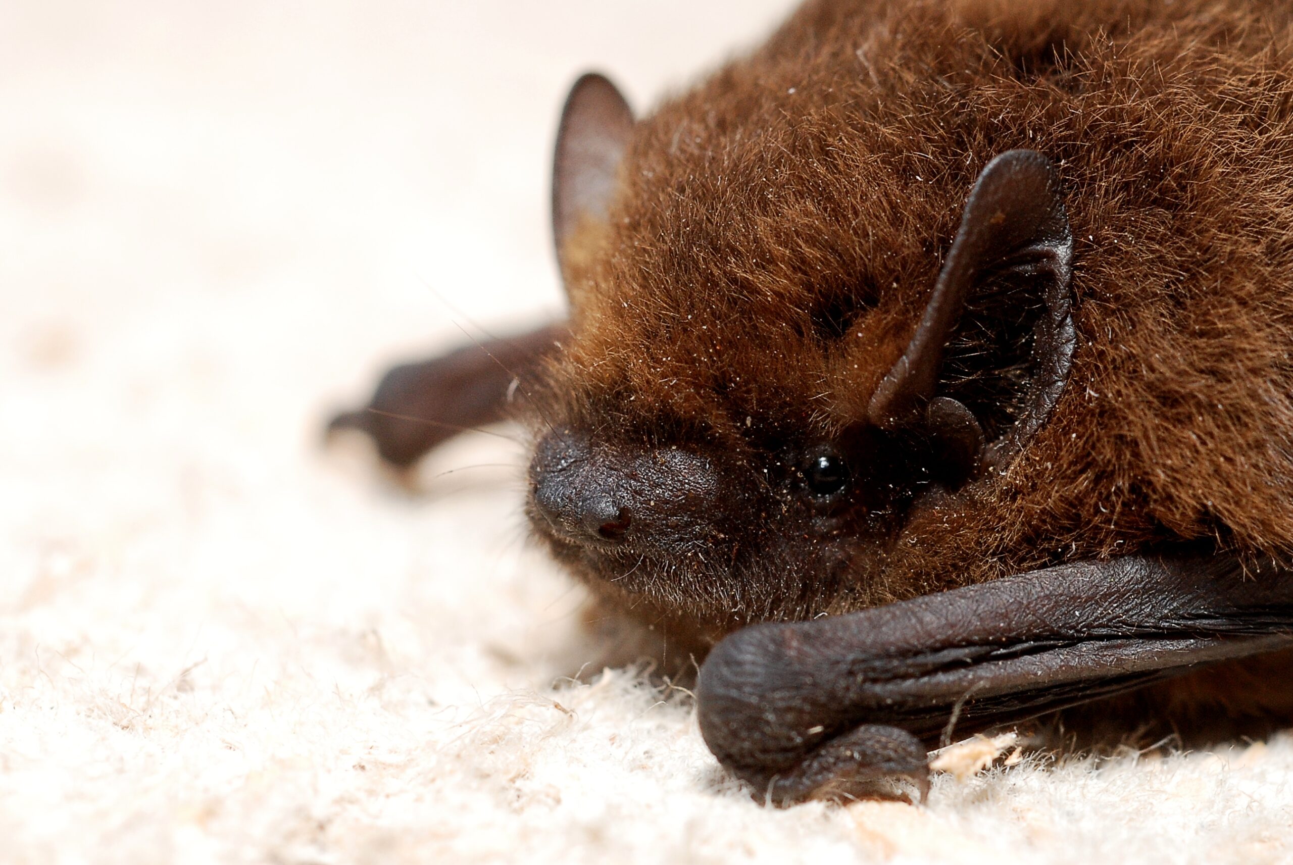 Fledermaus in Großaufnahme