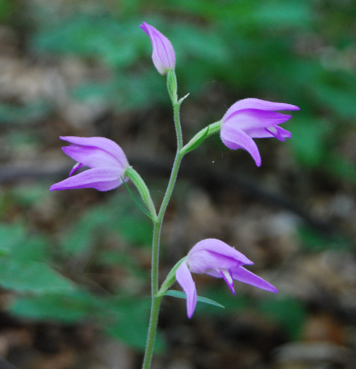 Pinke Waldorchidee in Großaufnahme