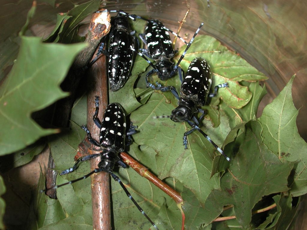 Asiatischer Laubholzbockkäfer