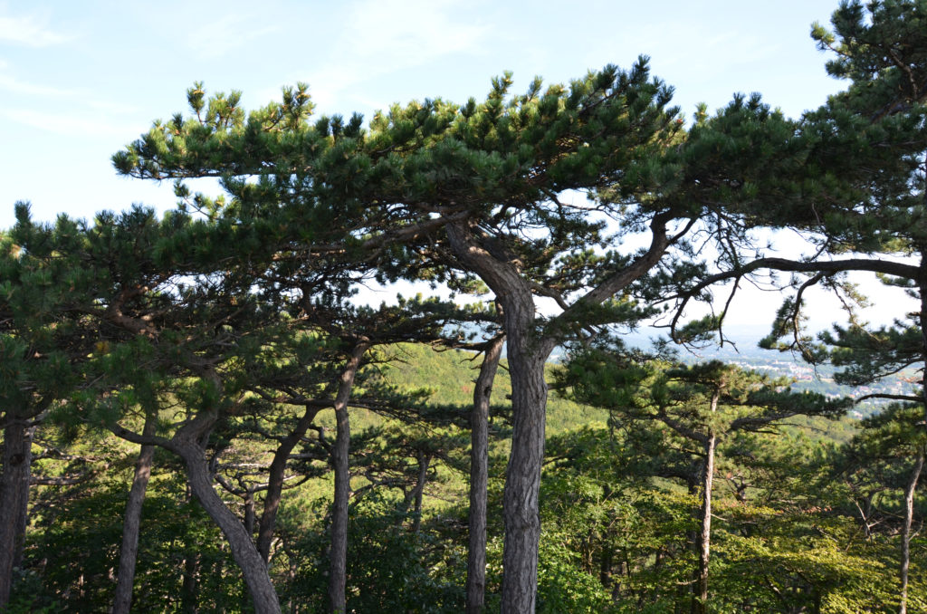 Kronen von Schwarzkiefern, im Hintergund der Süden von Wien zu sehen