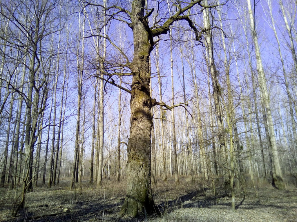 Kahle Bäume im Wald in Gornje Podunavlje