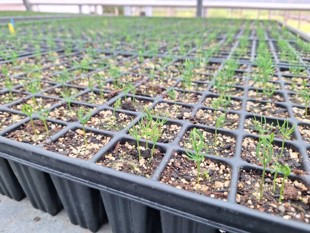 Fichtensämlinge in Töpfen im Versuchsgarten Tulln