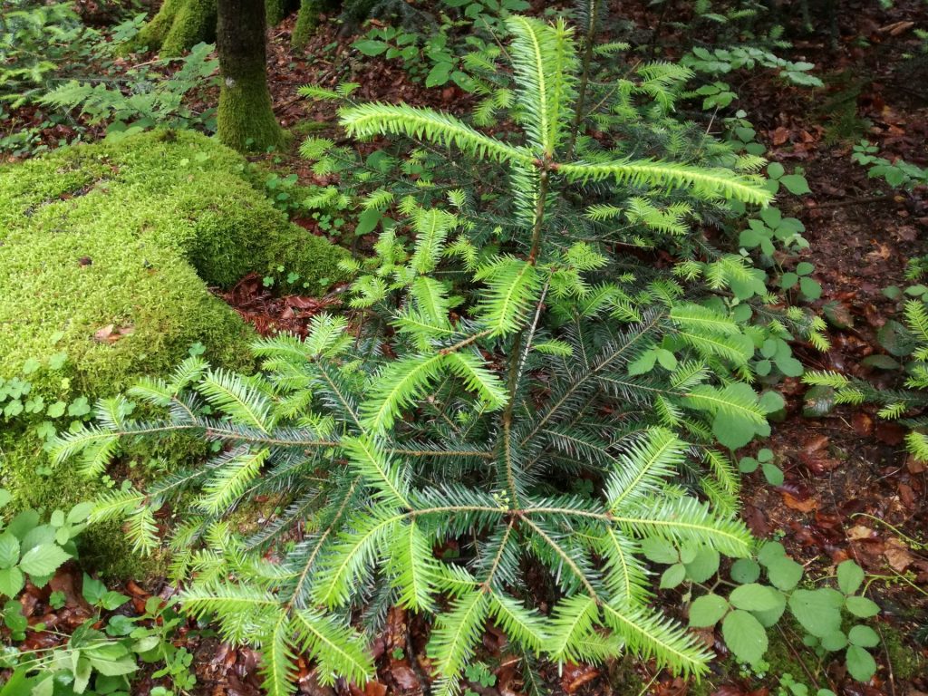 junge Tanne im Mischwald