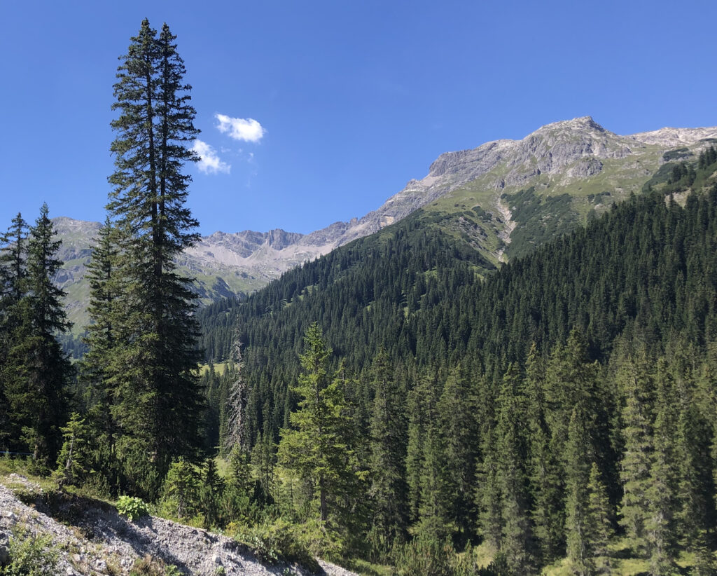 Blick auf einen Berg mit Bergwald