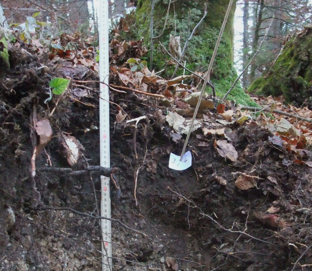 Querschnitt eines Waldbodenstücks. Ein Maßband zeigt an, wie tief es in den Boden hinein geht.