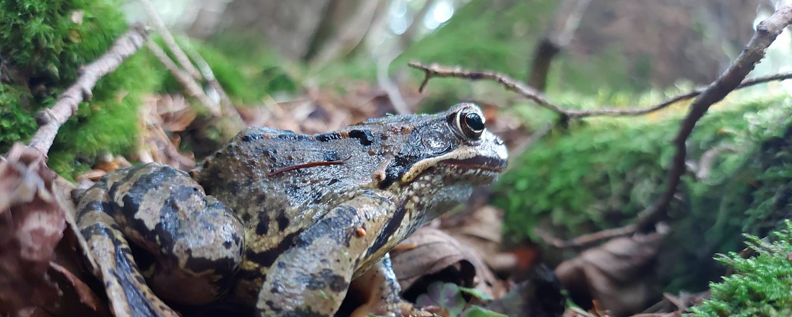Kröte aus seitlicher Perspektive, die in Waldlandschaft mit Laub und Moos sitzt