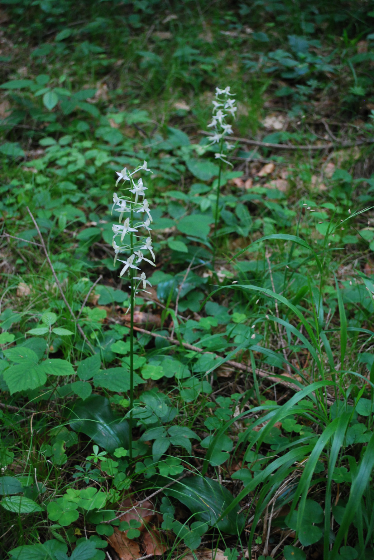 Weiße Waldhyazinthe am Waldboden