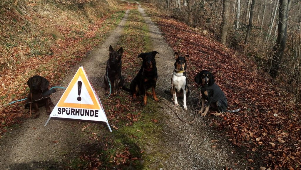 angehende Borkenkäferspürhunde nebeneinandersitzend auf der Forststraße