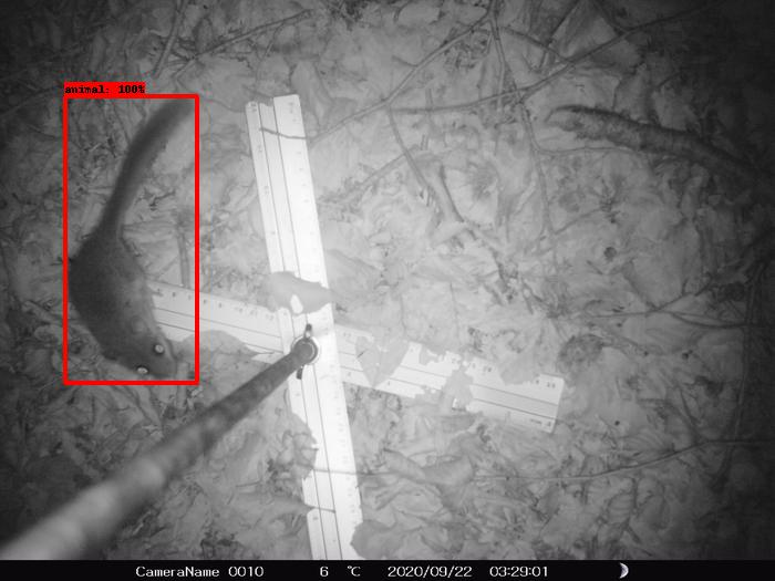 Wildtierkamerabild zeigt ein Tier von oben. Ein rotes Rechteck erkennt das Tier als solches.