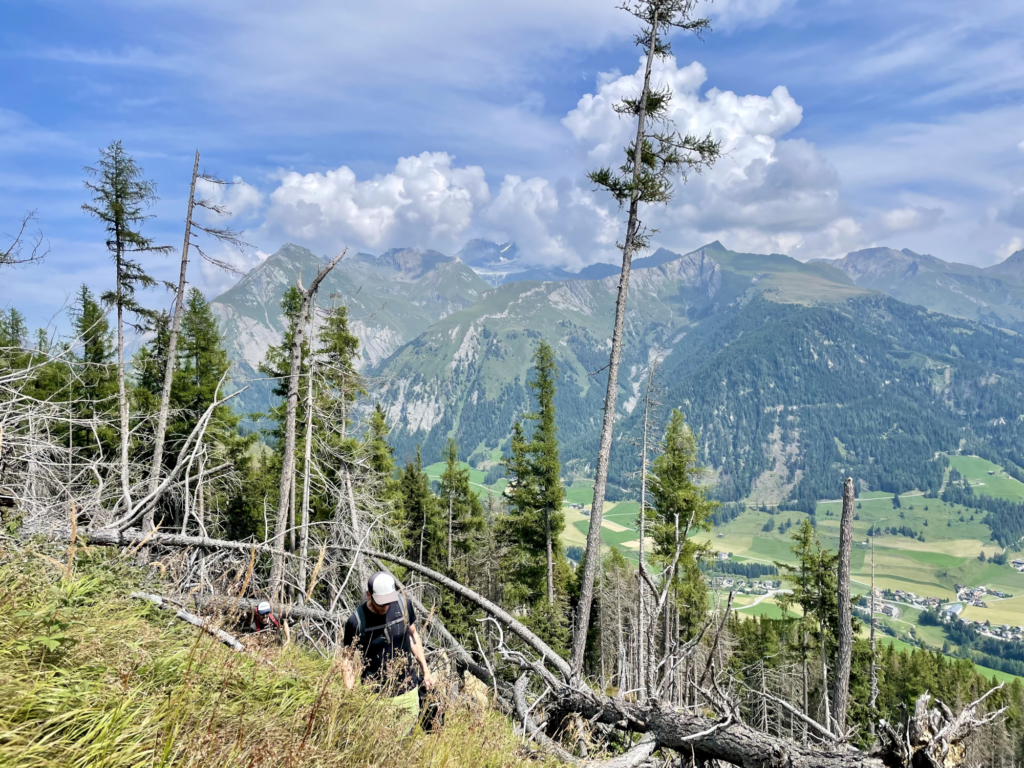 Ansicht eines Waldes in steiler Hanglage