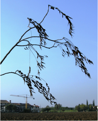 Dürre Zweige an der Walnuss: Dieser Befall wurde nahe einer Schwarznussplantage entdeckt, Foto: Università di Padova