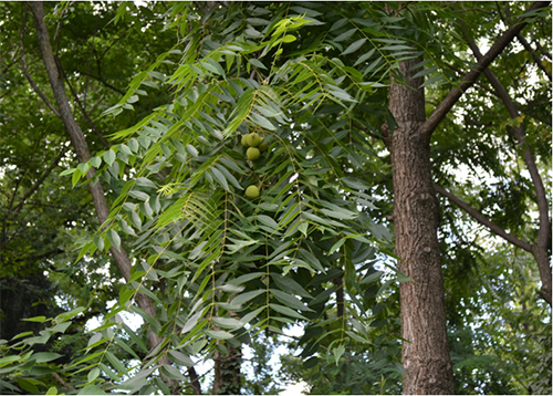 Befallene Schwarznuss (Juglans Nigra)