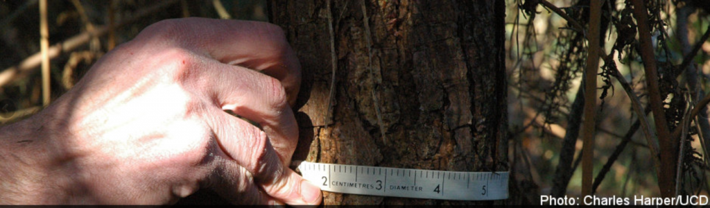 Meassurement of diameter