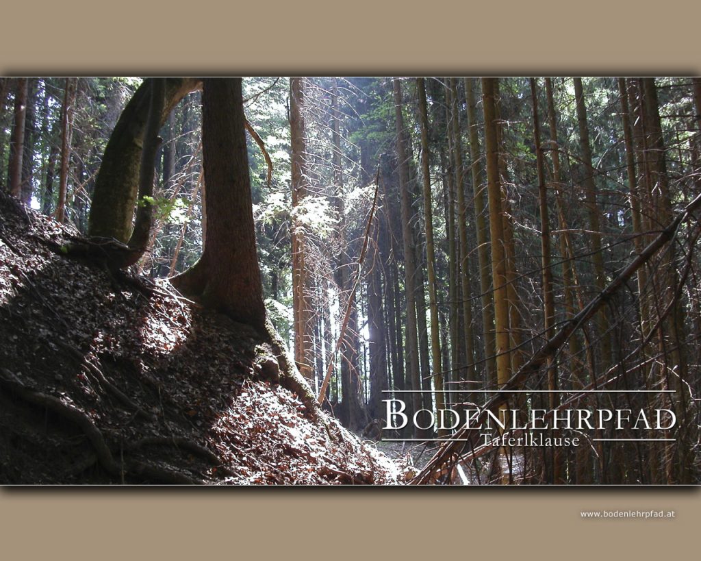 Bodenlehrpfad Taferlklause