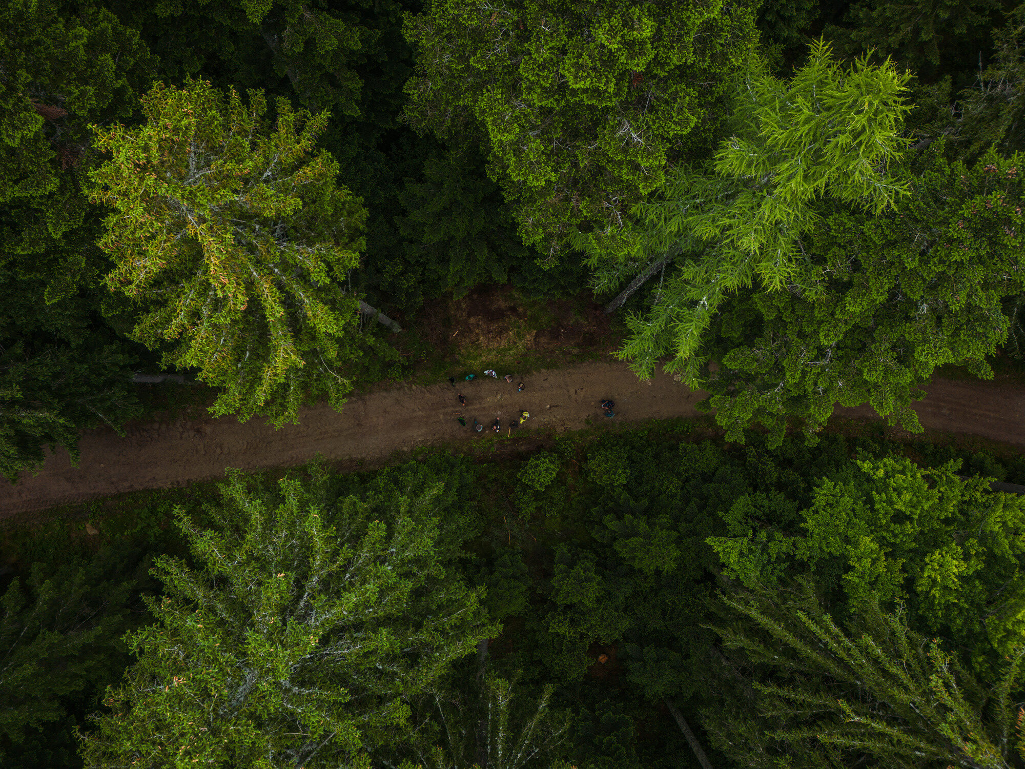 Drohnenfoto, das Wald von oben zeigt. Auf einer Forststraße steht eine Gruppe von Menschen in einem Kreis