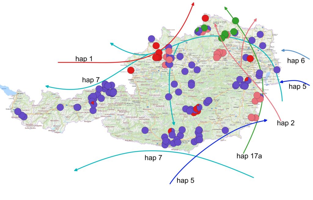 Grafik, die Verteilung der Traubeneichen Haplotypen auf Österreichkarte zeigt