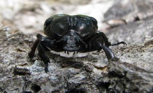 Kuriose Figur: Fang den Juchtenkäfer (oder Eremit)