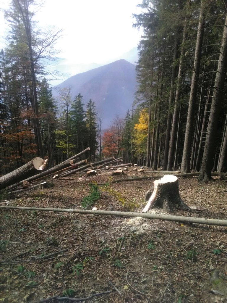 Quer geschlägerte Bäume im Raxgebiet.