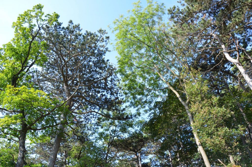 Baumkronen Mischwald