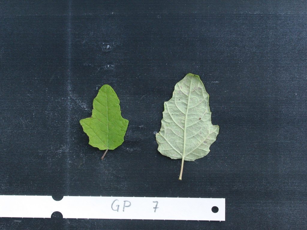 verschiedene Blätter von Pappeln