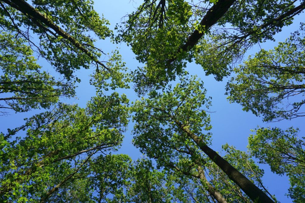Blick in die Baumkronen eines Laubwaldes