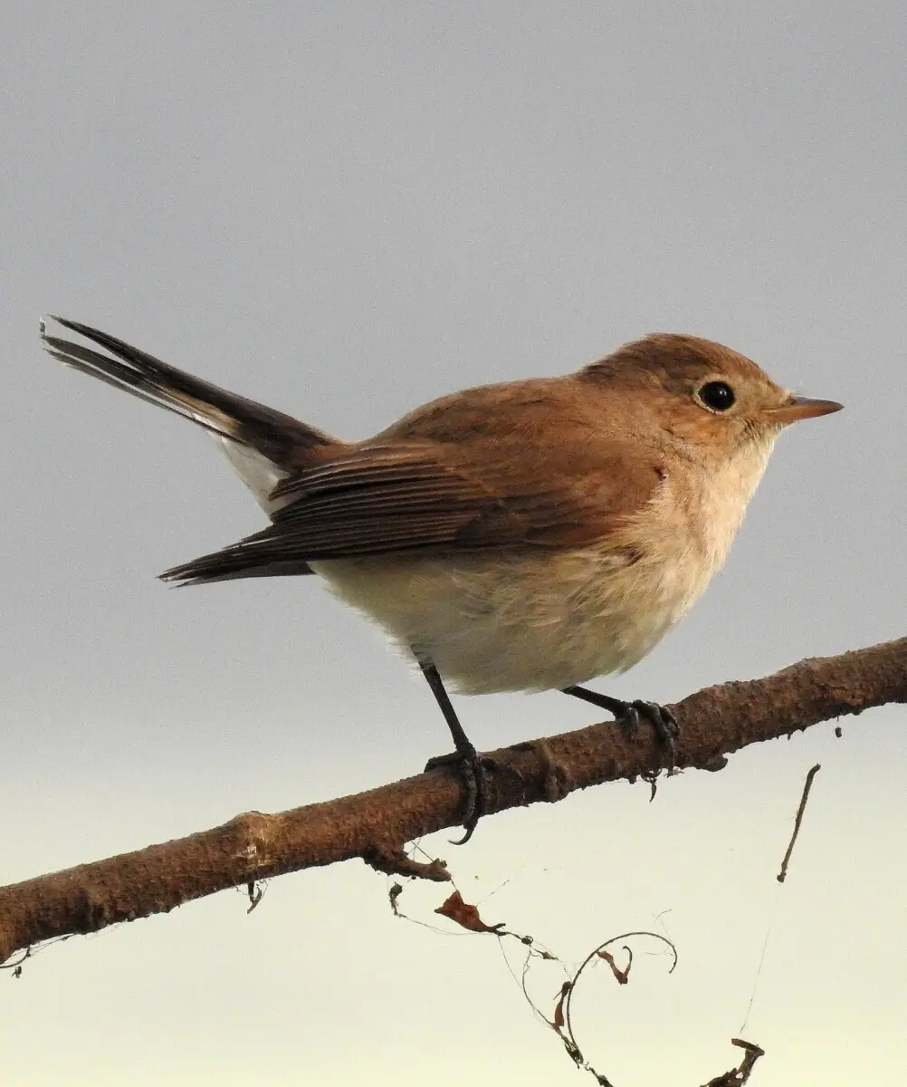 Zwergschnäpper, Foto: Dr. Raju Kasambe/ccbysa