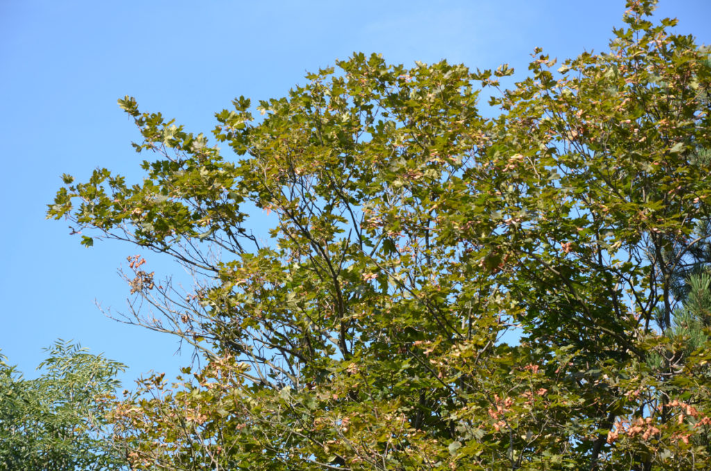 Blick in die Krone eins trockengeschädigtne Ahorns