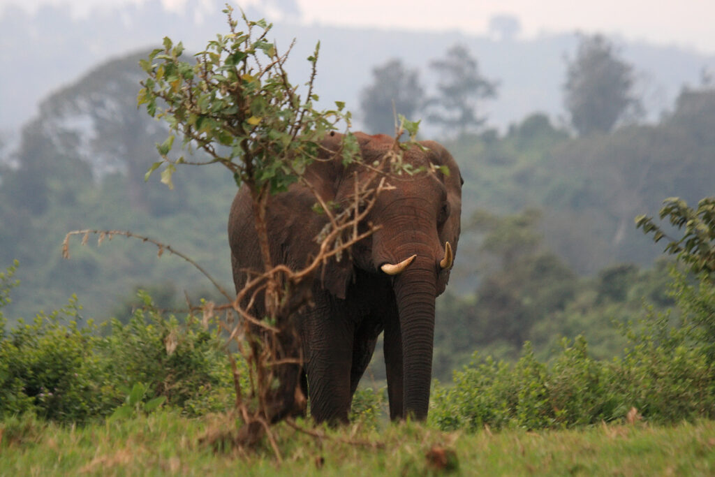 Elefant in der Steppe in Kenia